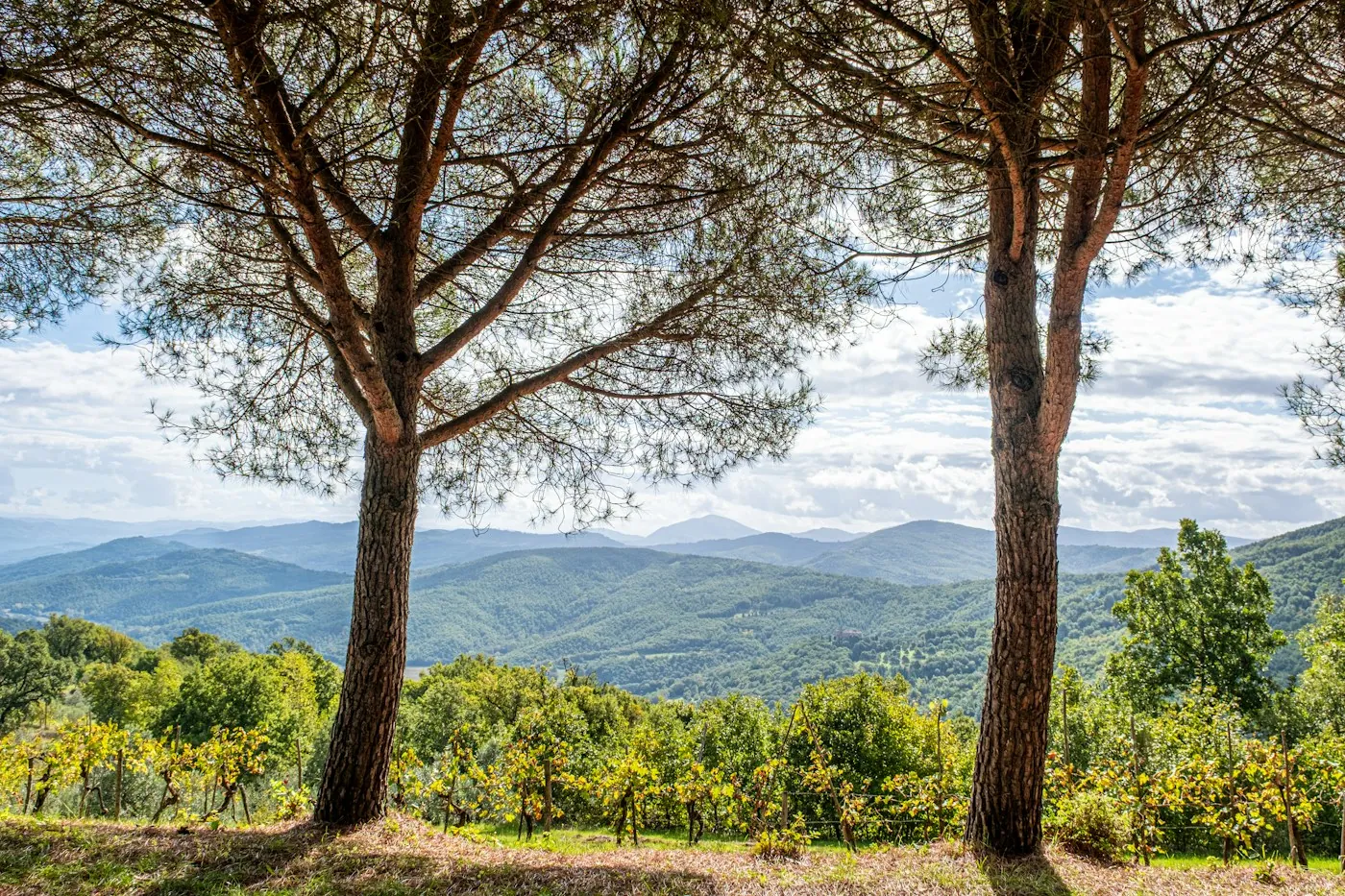 Paesaggio collinare abruzzese con boschi e vigneti, senza persone